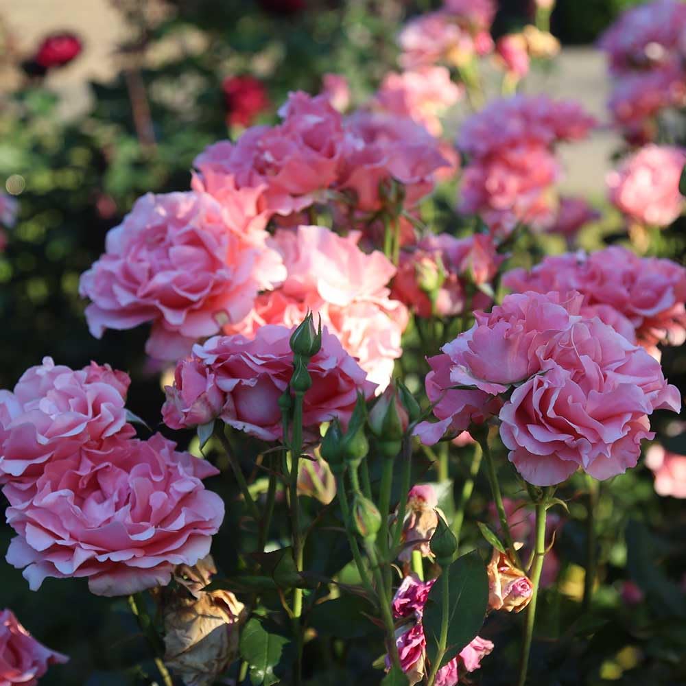Heirloom Roses Rose Plant - Paris de Yves St. Laurent ™ Pink Rose Bush, Hybrid Tea Live Plant for Planting Outdoors