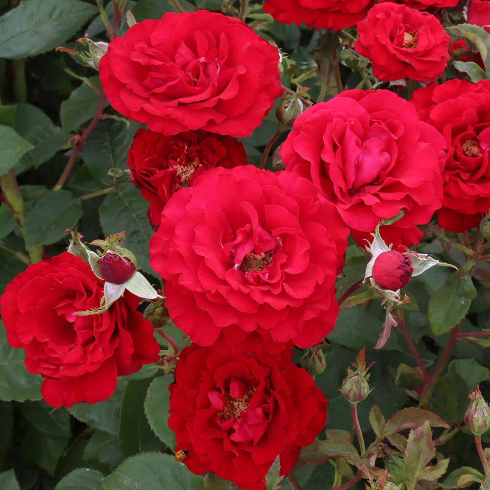 Heirloom Floribunda Roses, Live Own Root Plant for Outdoor Garden, Oh My!™, Lightly FragrantHardiness Zones: 5-10, Repeat Blooming
