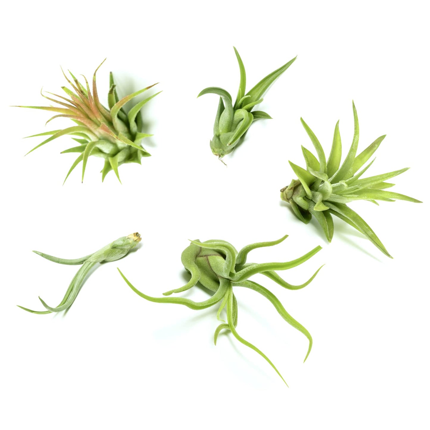 Air Plant Low Light House Plants Box (5PK) Tillandsia Air Plants Live Houseplants Live Indoor Plants Live Succulents Plants Live Terrarium Plants Live, Air Plant Holder Airplant Kit by Plants for Pets
