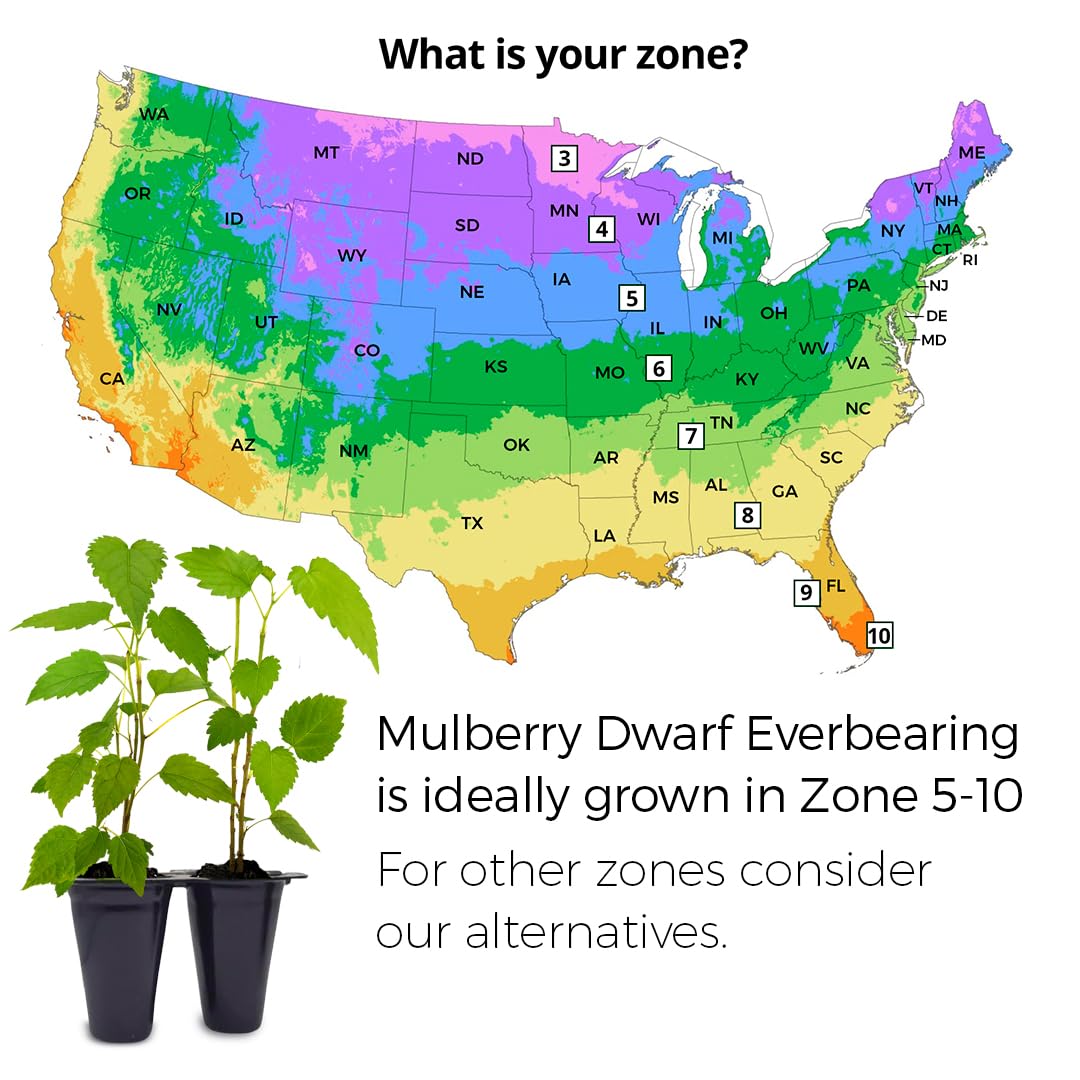 Mulberry Dwarf Everbearing Plant (4 Pack) | Real Live Fruit Plants for Sale| Easy to Grow Live Plants for Organic Gardens | Ideal for Home Gardens, Organic Landscaping, and Indoor or Outdoor Planting.