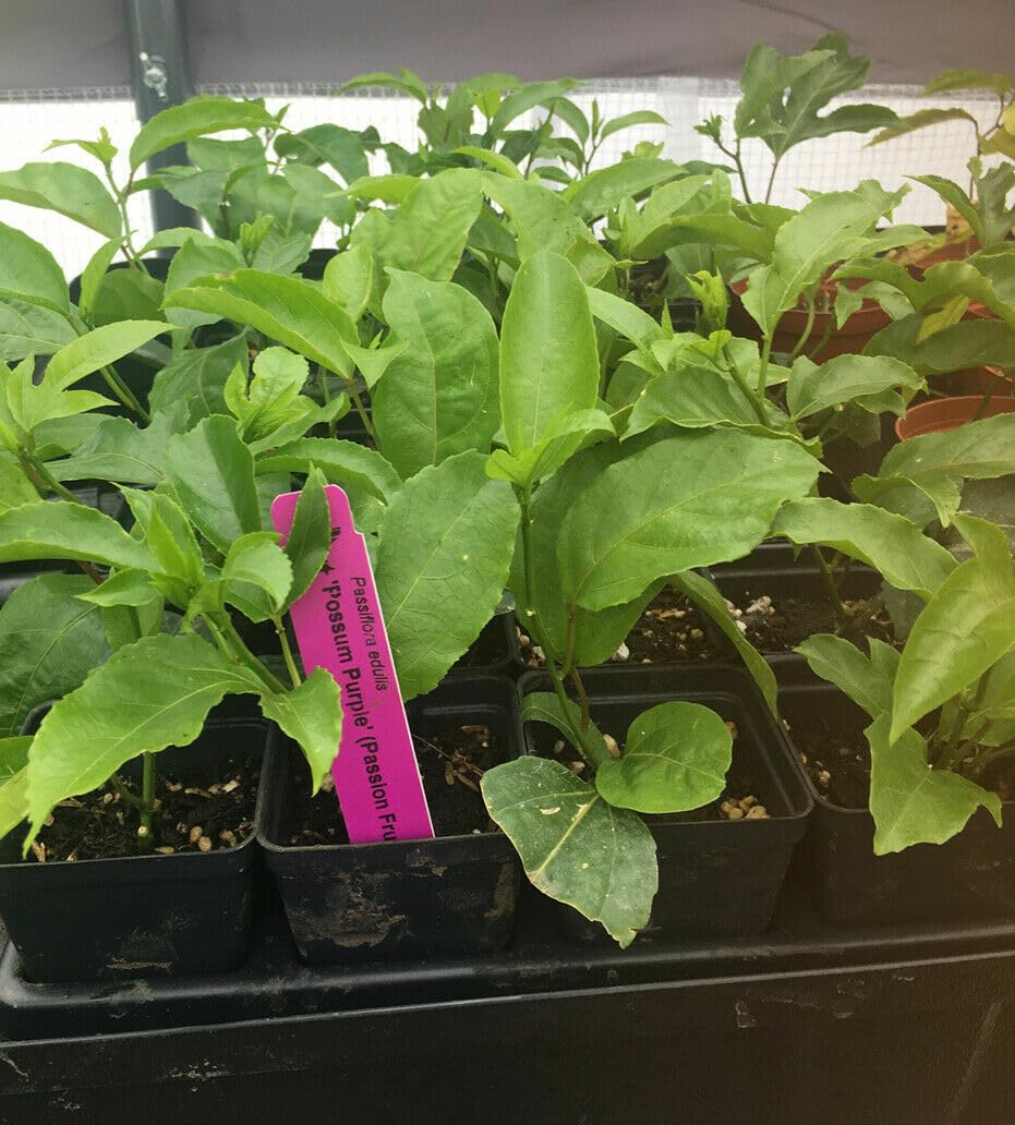 Live Plant - Possum Purple Passion Fruit Live Starter Plant Passiflora edulis Self Fertile