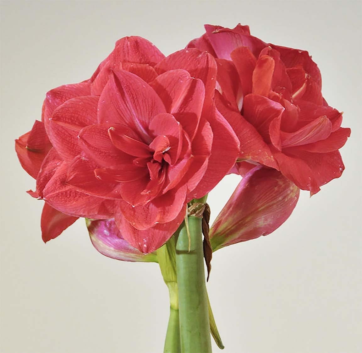 New Variety Amaryllis: Top Notch - Double Rose Pink – 28-30 cm Bare Root Bulb – Amaryllis Top Notch is one of a Kind Double Amaryllis Form with Layer Upon Layer of Pink Petals.