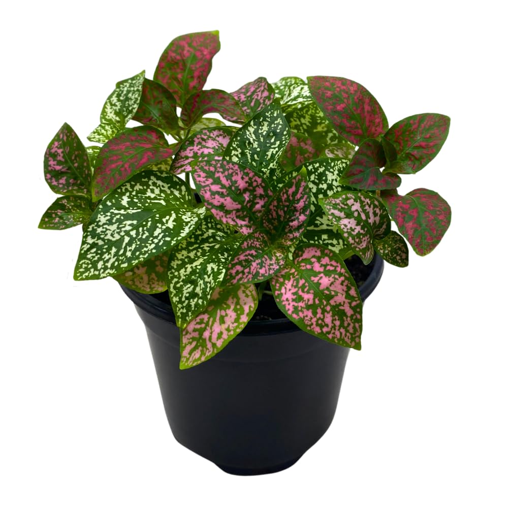 BubbleBlooms Polka-dot-Plant in a 4 inch Pot, Hypoestes phyllostachya Tricolor Red Pink and White