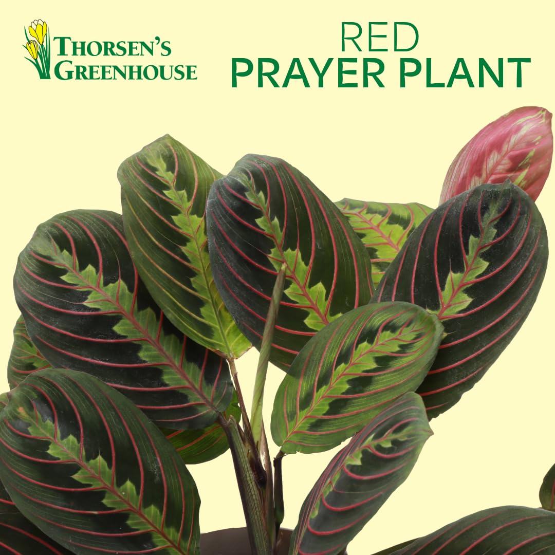 Thorsen's Greenhouse Red Prayer Plant, Live Indoor Plant, Pet Friendly, Popular Houseplant, Red Maranta, Easy to Grow, 4" Diameter Pot (Nursery Pot)