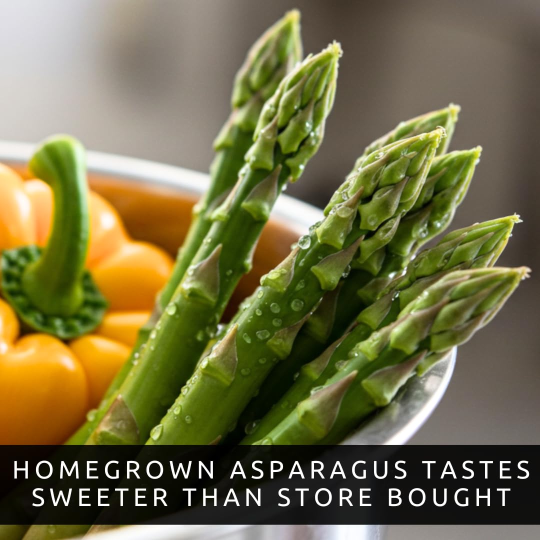 Jersey Giant Live Asparagus Bare Root Plants - 2yr Crowns - Grow Giant Asparagus (5 Plant)
