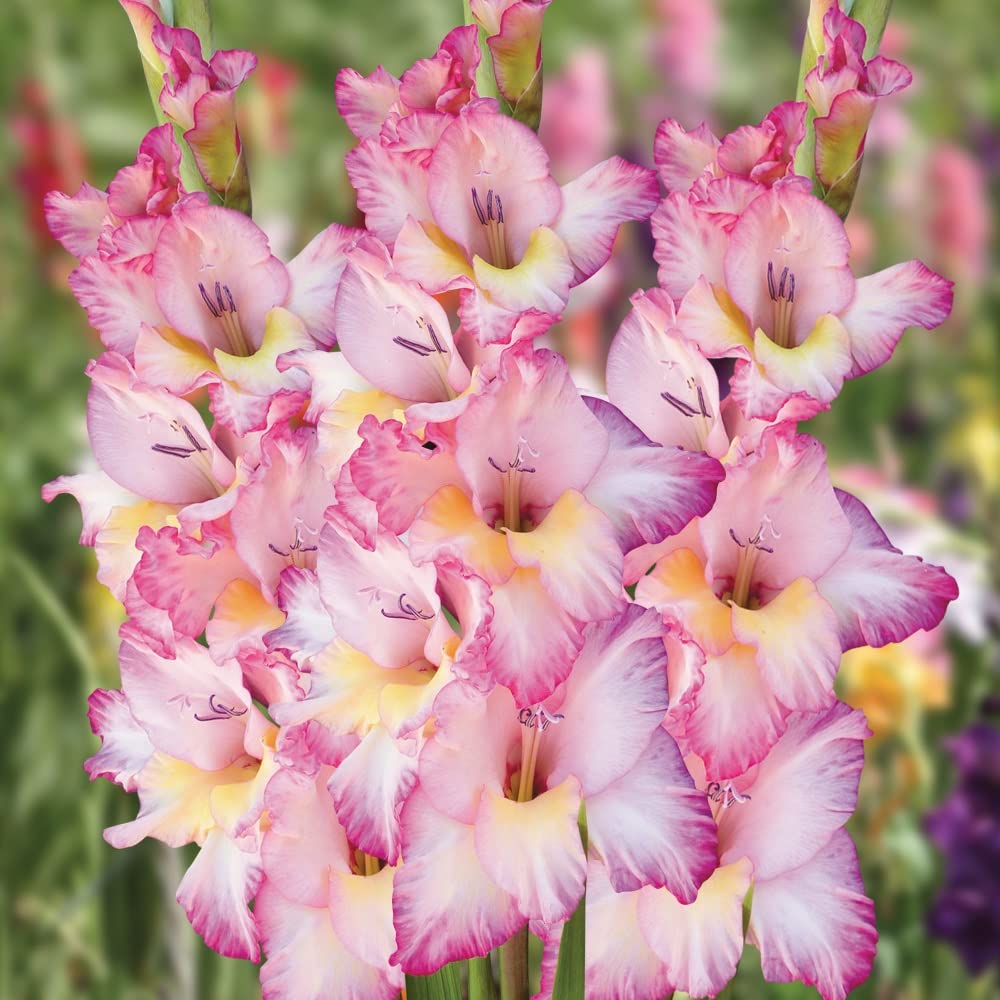 Votaniki Priscilla Gladiolus Bulbs - Stunning Show of Multiple Gladiolus Blooms - Perennial Large Flower Bulbs for Planting - Low Maintenance & Easy to Grow (12 Pack)