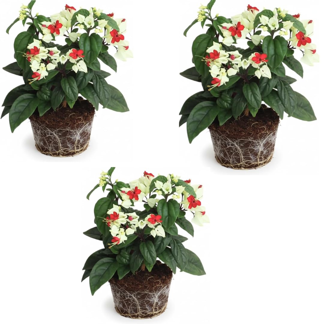 3 Live Bleeding Heart Plants | 4 to 5 Inch Tall | Clerodendrum Plant with White Blossoms | for Trellises, Patios, or Balconies