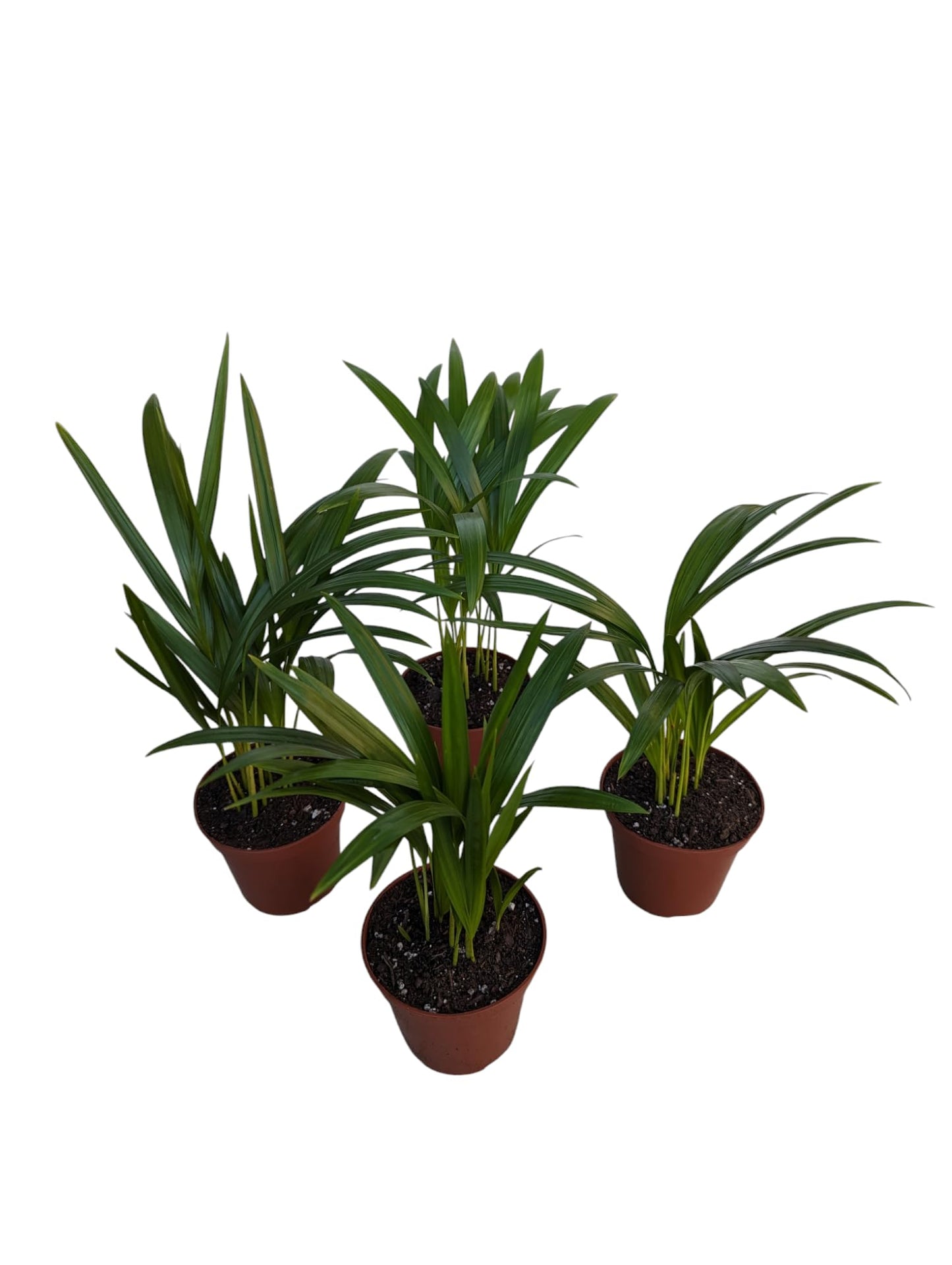 Live Areca Palm Plants, 4 Inch Pots, Indoor House Plants, Set of 4