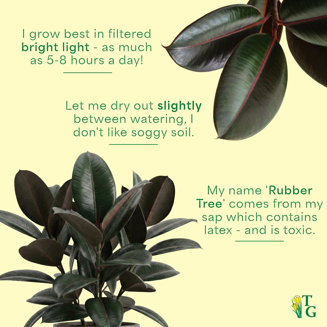 Thorsen's Greenhouse Ficus elastica, Live Indoor Plant, Rare Variety, Natural Air Purifier, Burgundy Rubber Plant, 4-Inch Diameter Pot (Copper)