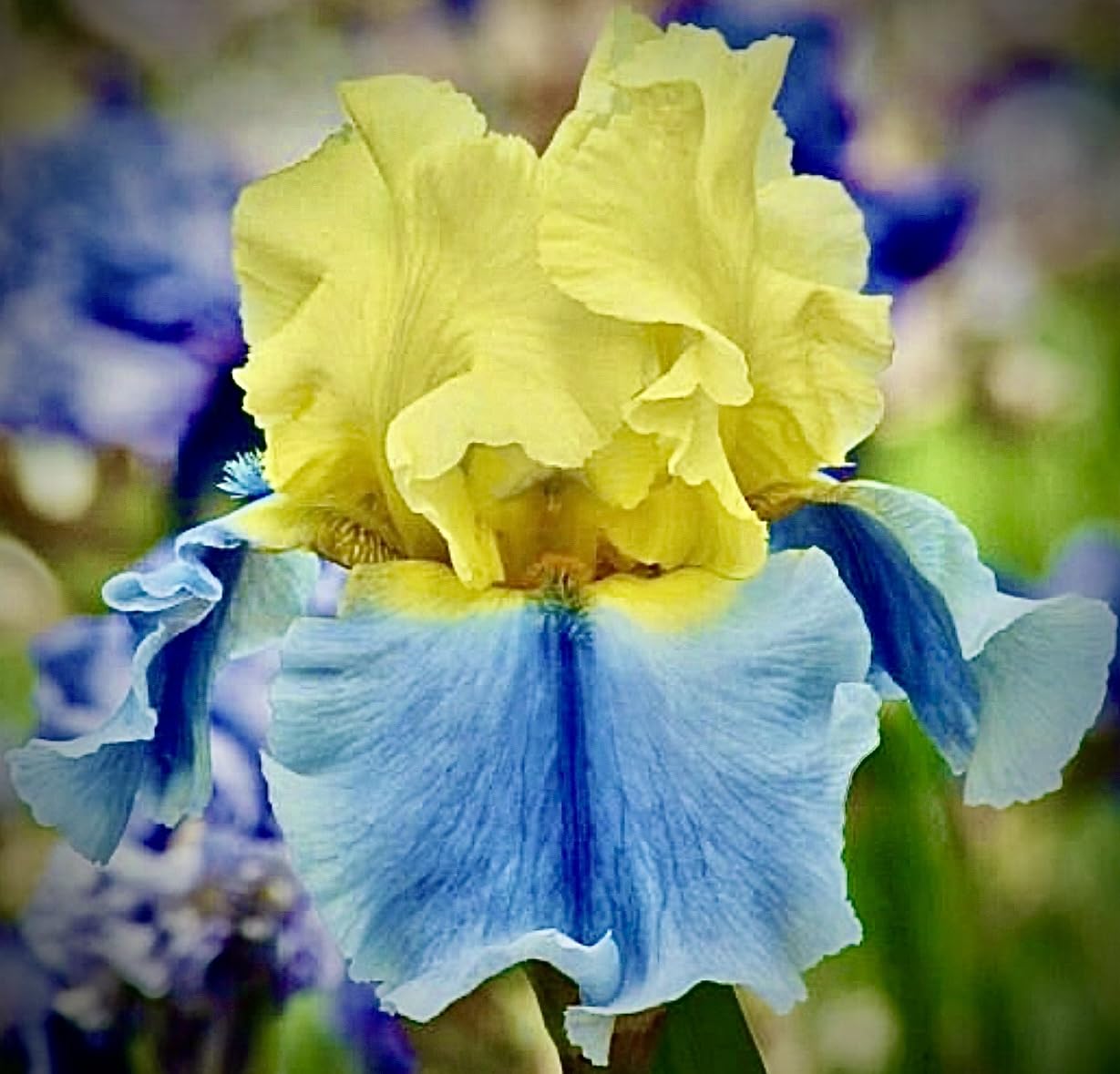 Superb Bearded Iris - 'Easter Candy' - (1) Premium Rhizome