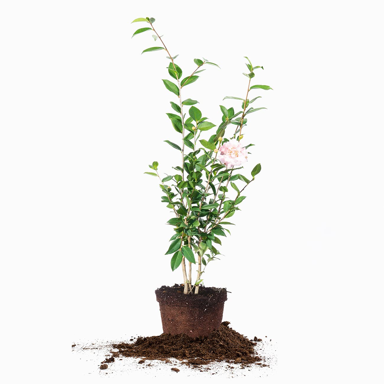 Perfect Plants Live High Fragrance Camellia in 3 Gallon Grower's Pot | Evergreen Perennial That Loves Shade | Air Purifier with Beautiful Flowers and Sweet Blossom Scent