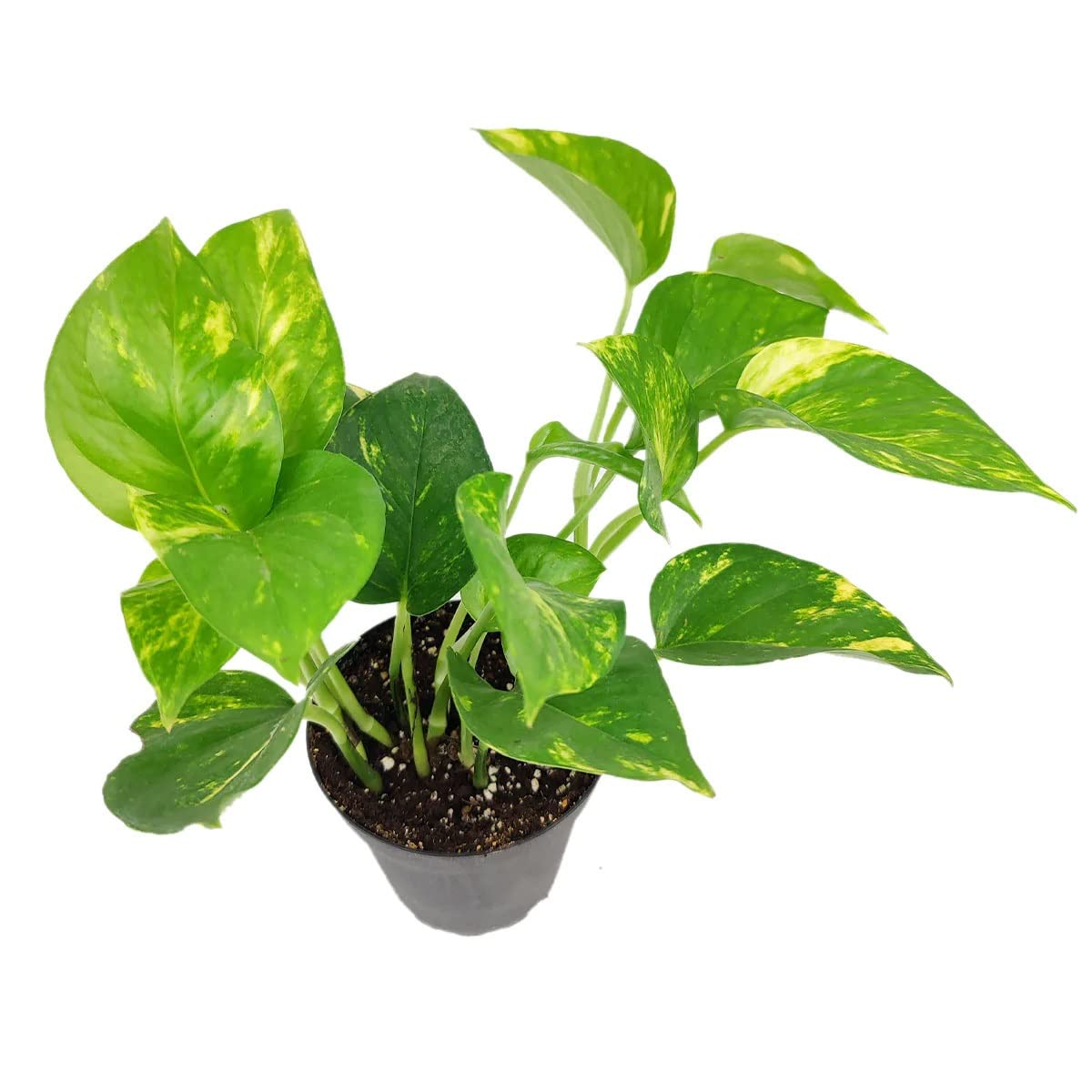 Golden Pothos (4" Grower Pot) - Trailing Air- Purifying, Easy to Grow Houseplant - Live Healthy Houseplant for Home Office Decoration