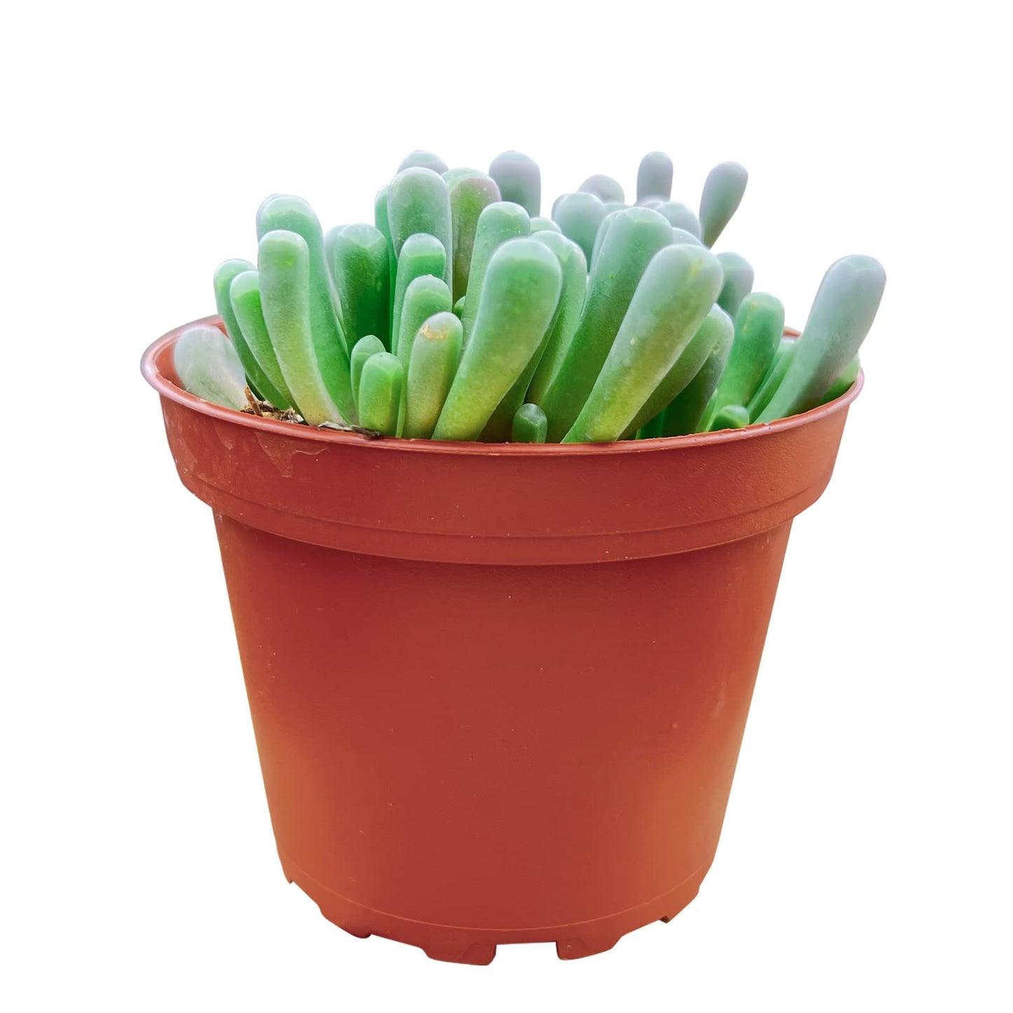 Sprout N Green Baby Toes, Live Succulent Fenestraria rhopalophylla Fully Rooted in 4 inch Nursery Pot, House Plant Home Office Wedding Decoration DIY Projects Party Favor Baby Shower
