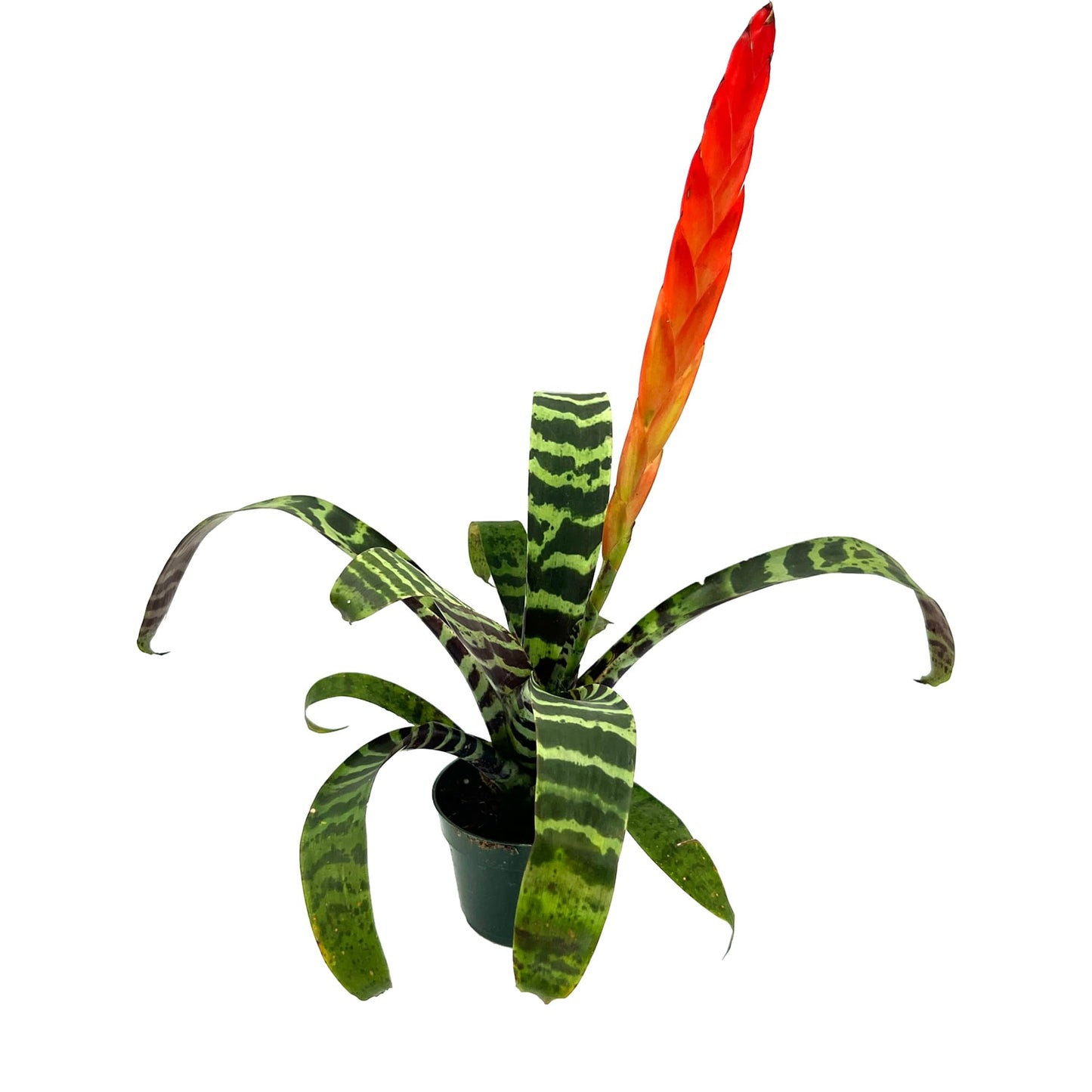 ragnaroc Live Plants – Bromeliad Vrisea Splenriet, 4-8" in 4" Pot - 1ct - Live Arrival Guaranteed - House Plants for Home Decor & Gift