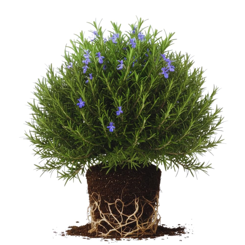 Rosemary Plants Live, Herb Plant, 4 Inc to 7 Inc Tall, Set 3 Plants