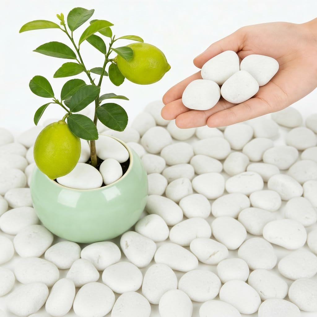 Mengdewei 1-2 Inch Polished River Rocks, Decorative Stones for Indoor Plants, Vase Filler, Fish Tank & Aquarium, Garden Landscaping, White, 6LB