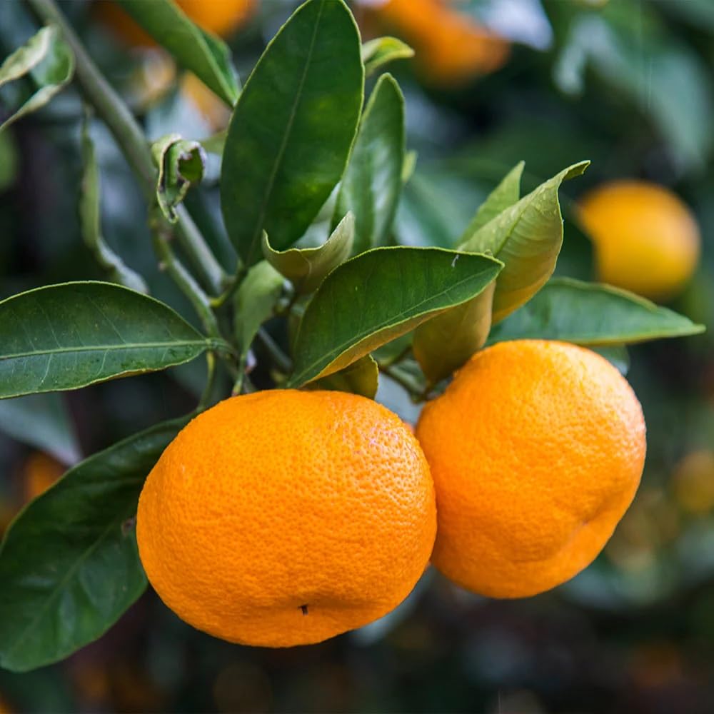 Brighter Blooms - Calamondin Orange Tree, 2-3 ft. - No Shipping to AK, AL, AZ, CA, FL, GA, HI, LA, MS, OR, TX