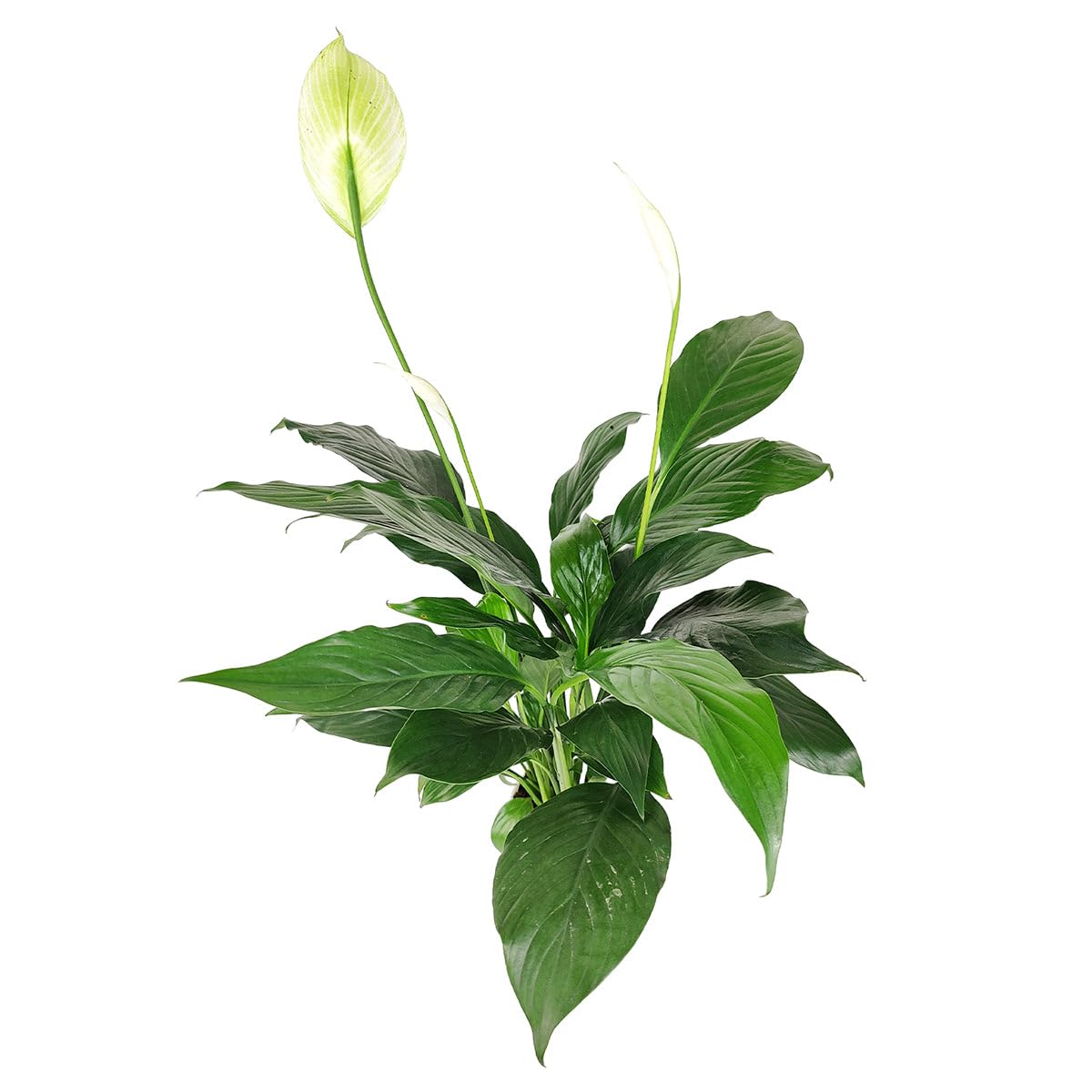 Spathiphyllum Green Peace Lily (4 inch) - Lucky Houseplants - 4/6 inch Unique Live Decorative Houseplants - Easy to Care Indoor Plants, Perfect for Office, Home & Feng Shui Decor