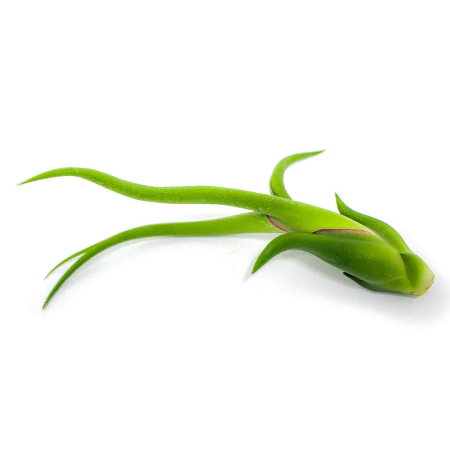 Tillandsia Air Plants Live Indoor Plants (100 Pack), Air Plants Bulk Party Favors or Wedding Favors Live Plants, Air Plant Lover Gifts, DIY Terrarium Kit, Air Succulents Plants Live by Plants for Pets