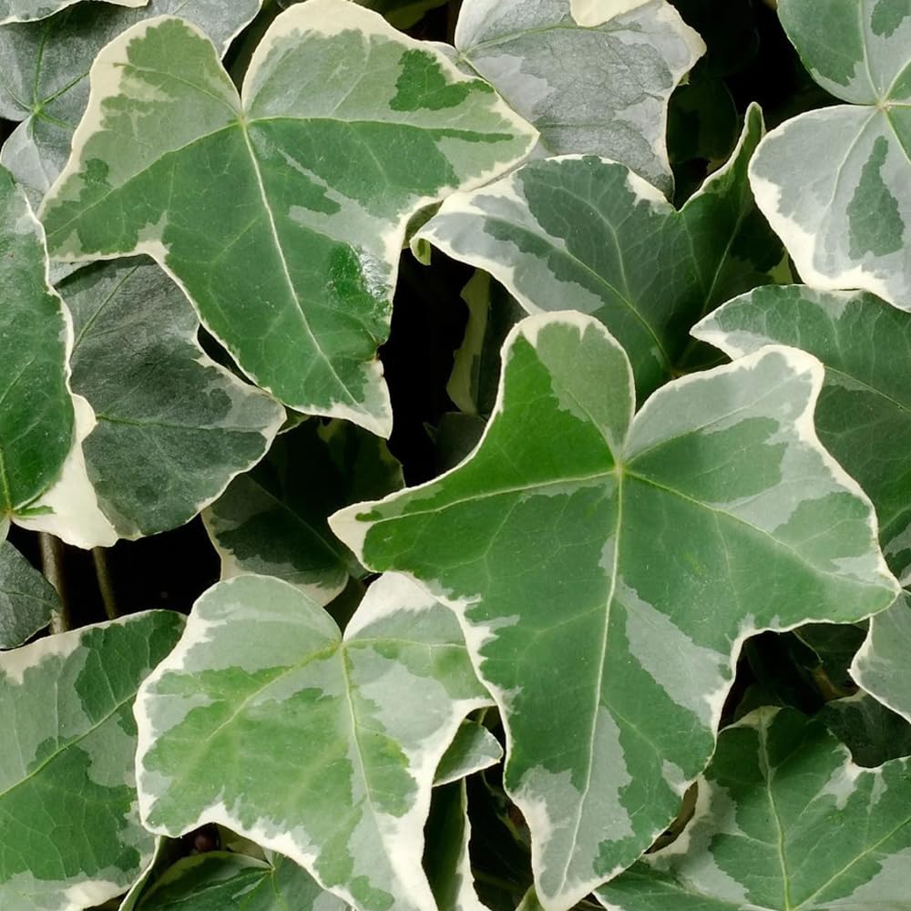English Ivy Plant Live 4'' Pot, Fast-Growing Trailing Houseplant, Hardy English Ivy Groundcover, Indoor Outdoor Growing (Green White Ivy)