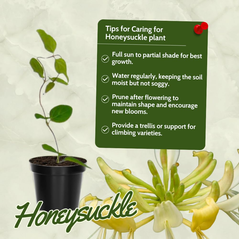 Honeysuckle Plant Live for Planting, Lonicera Honeysuckle Vine, Very Hardy, in 2.5 Inc Pot, Fragrant Yellow Bloom