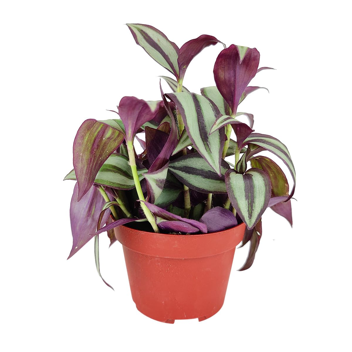 Tradescantia Zebrina 'Wandering Dude' (4 inch) - Air-Purifying Houseplants - 4/6 inch Unique Live Decorative Houseplants - Low-Maintenance Indoor Plants, House Warming Gift, Natural Air Purifier