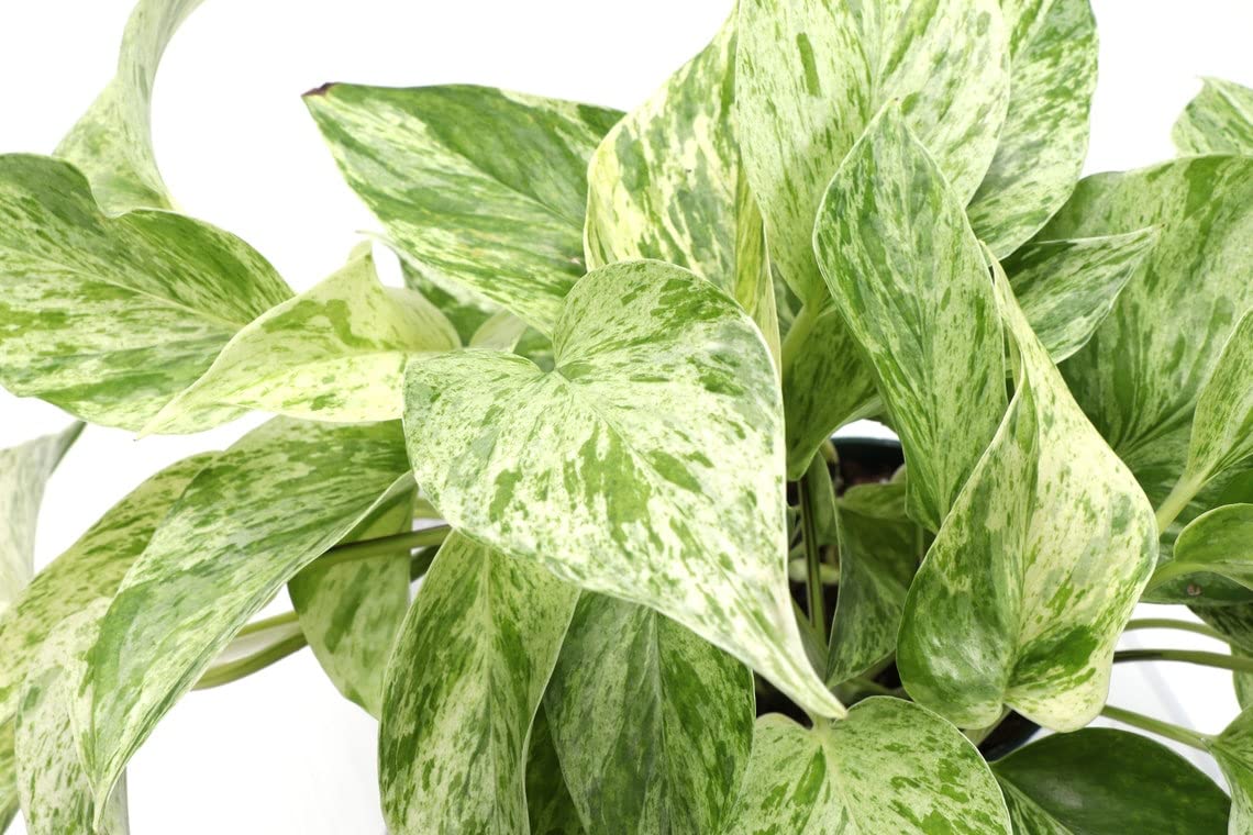 Live Marble Queen Pothos Plant, Epipremnum Aureum, Devil's Ivy, Live Indoor Plant, 4" Diameter Pot
