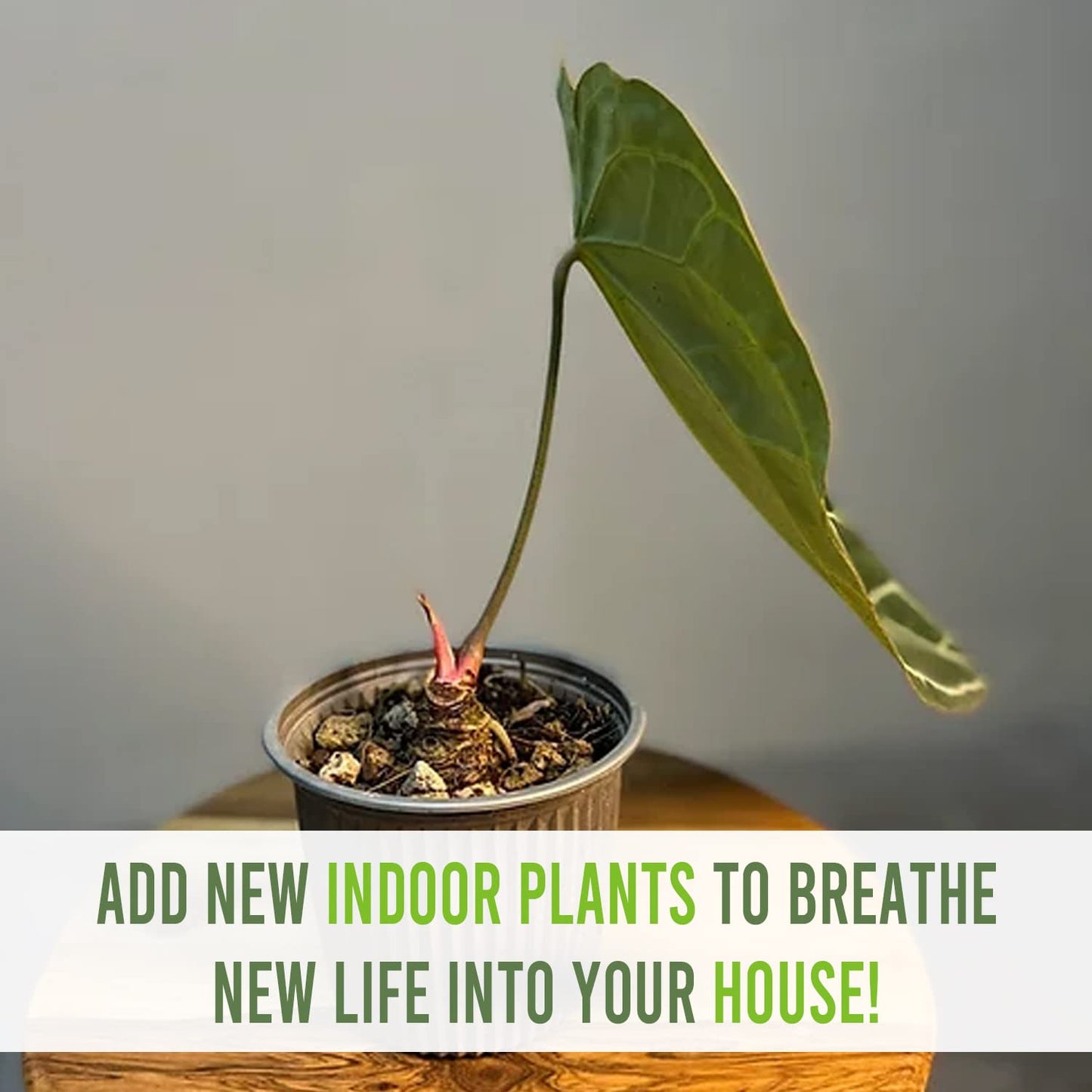 LEAL PLANTS ECUADOR Anthurium Crystallinum| Green Live House Plant for Indoors|Rare and Exotic Indoor Plants for Living Room|Anthuriums Live Plants |Crystallinum House Plant