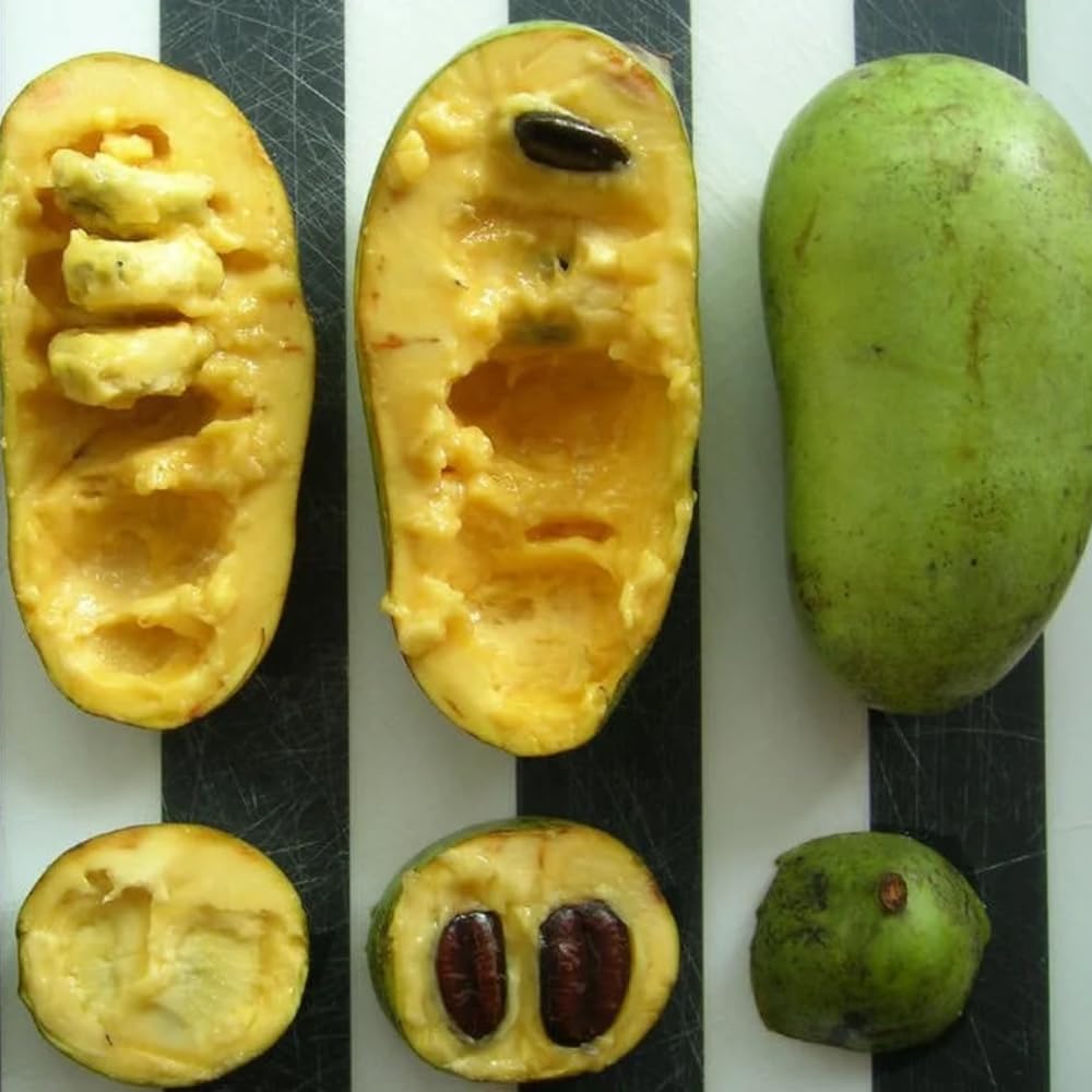 American Pawpaw Tree Live Plant, 1 Year Old Seedling Bare Root, Hardy Asimina Triloba Paw Paw Plant, 6 to 15 Inc Tall