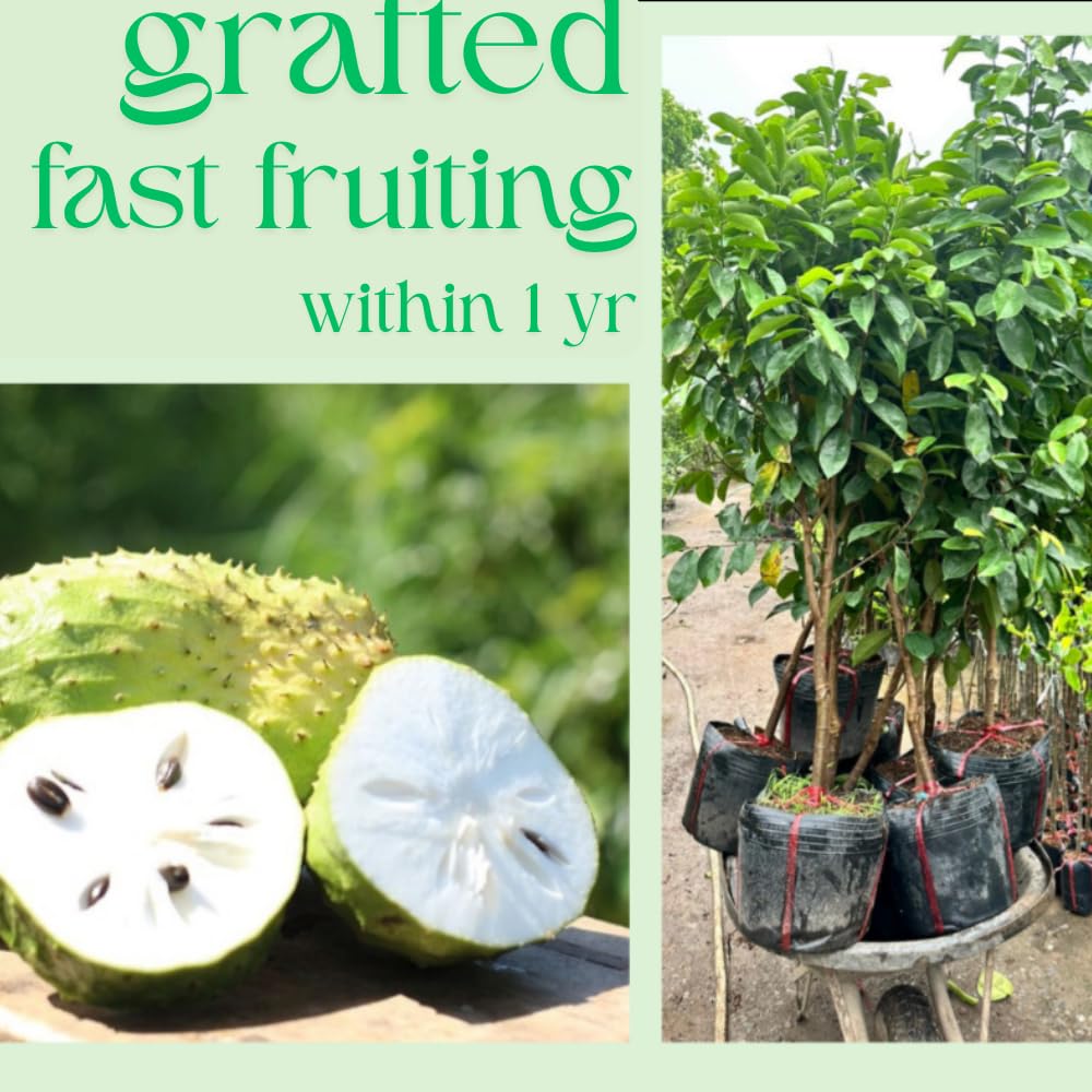 Ready to Bear Fruit Soursop Tree Live Plant in 1 Gallon Pot, 2-3 Years Old, 2-3 Feet Sweet Annona Muricata Guanabana for Outdoor Planting, No CA, Soursop Trees Grafted Tropical Fruit