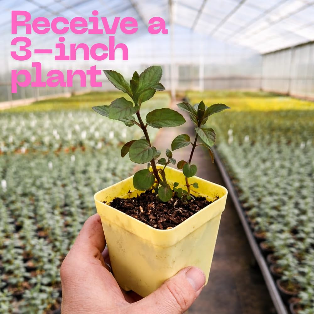 2 Pineapple Mint Plant, 3" Pot, Fresh Herb Plants Live, Mint Plants for Inside Windowsills or Outdoor Garden Beds
