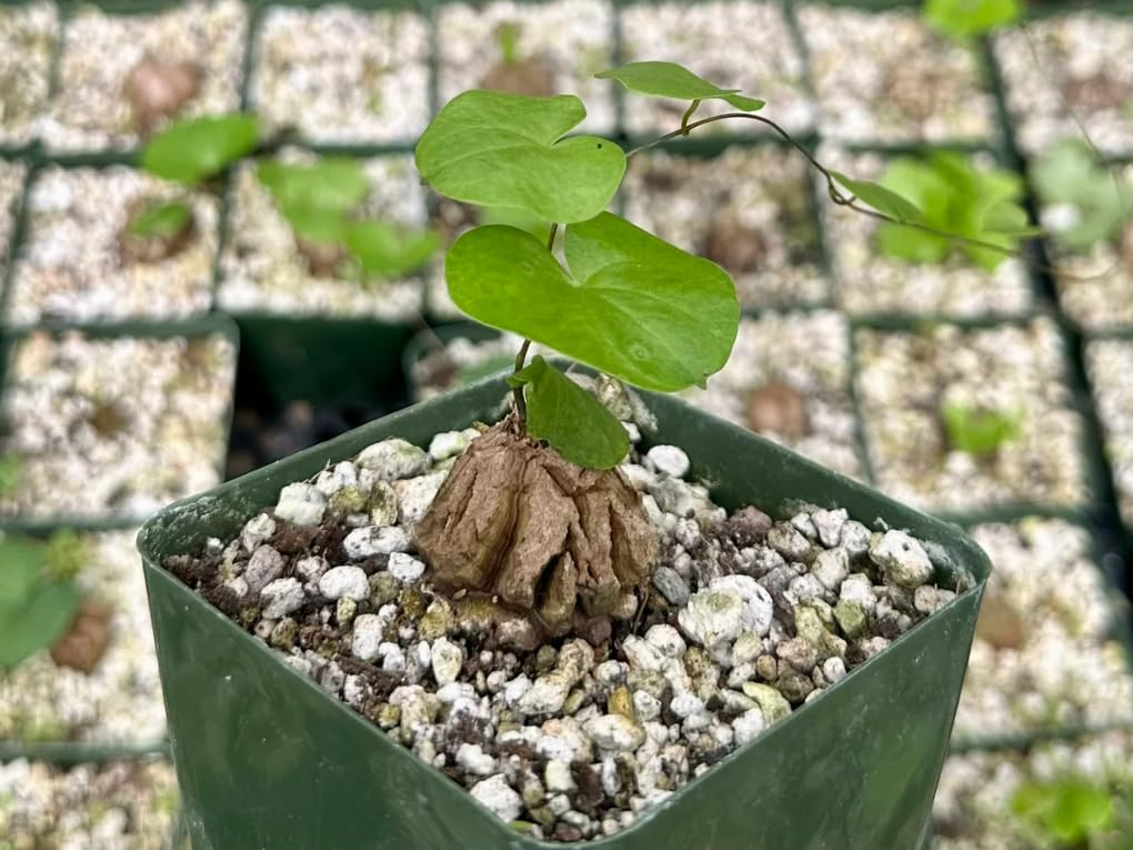 Starter Elephant's Foot Caudex Exotic Plant Live, Rare Houseplants in 3" Pot, Perennial Vine Live Plants Indoor Outdoor Ornamental and Planting