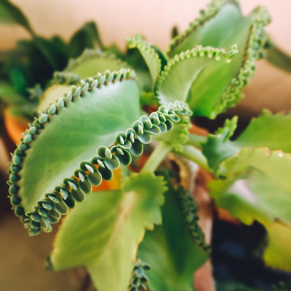 Kalanchoe Mother of Thousands Plant Live in 4 Inch Pot Rooted Plant, Kalanchoe Succulent Live Plants Indoor Outdoor, Easy to Care, Great for Home Office Wedding Decorations DIY Projects Party Favor.