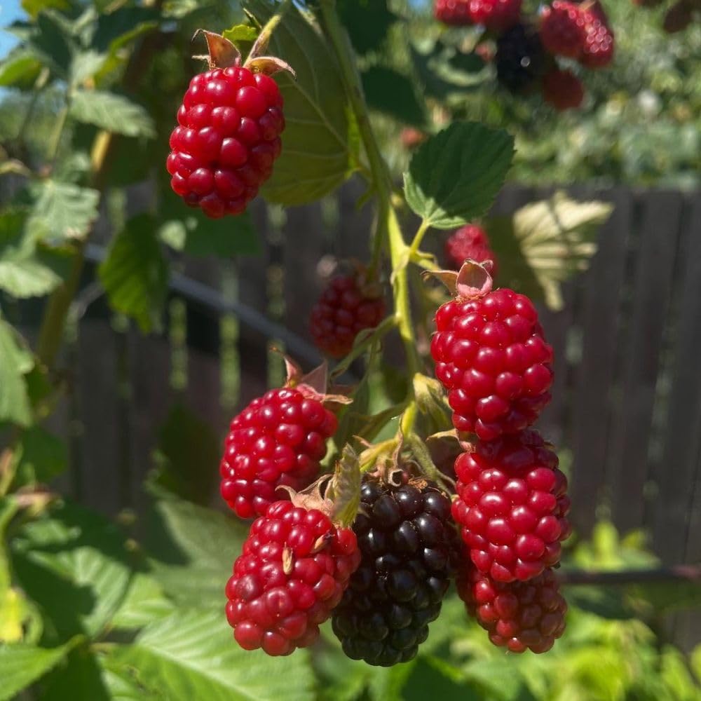 Combo 2 Boysenberry Plant 4 to 7 Inch Tall, Sweet Berry Bush Plants, Hardy Berry Fruit Plants Live for Planting Outdoor Garden, No Pot