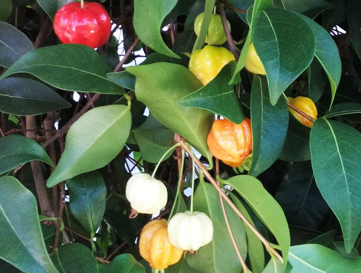 Surinam Cherry Tree Live Plant, Sweet Cherry Fruit Tree Starter, 2-3 Feet Tall in 3 Gallon Pot, Live Fruit Plant for Outdoor Growing, Can't Ship to CA