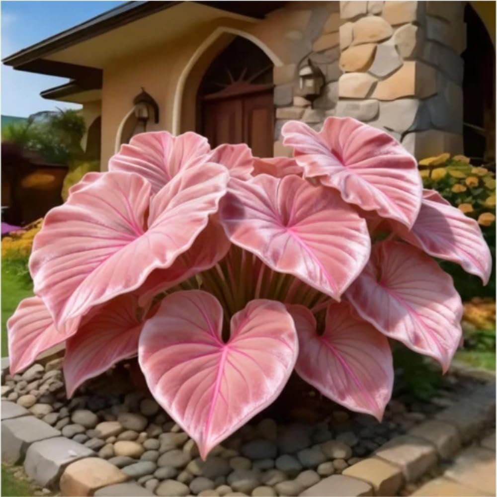 Elephant Ear Bulb for Exotic Garden, Rich Leaf Texture, Unique Tropical Appeal