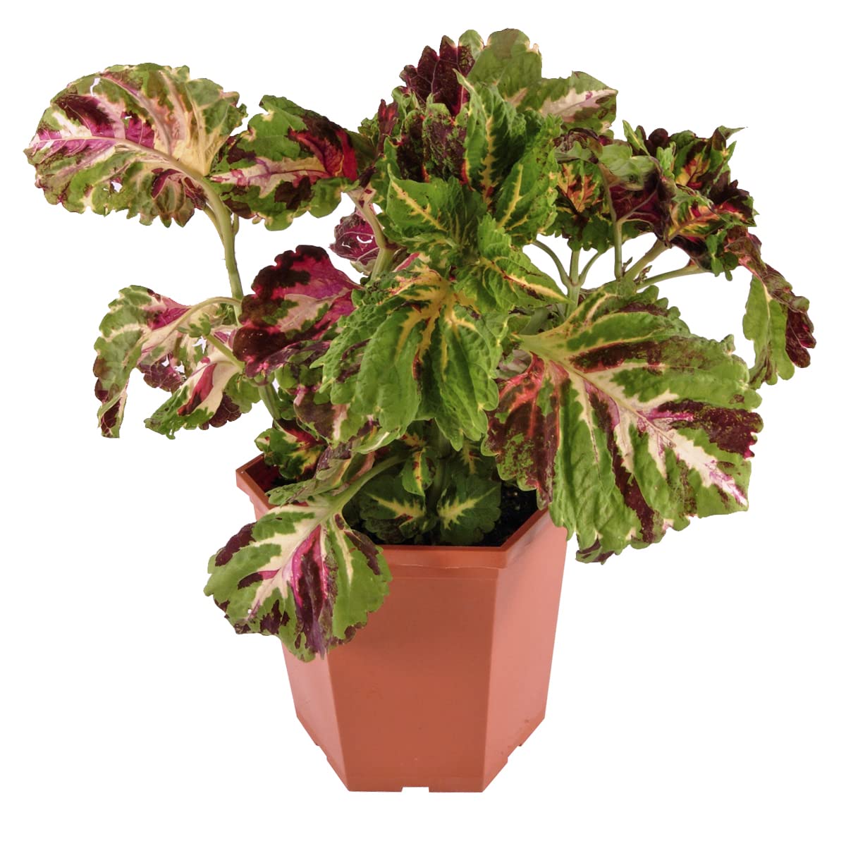 Live Coleus Plant, Shade Loving Outdoor Plants for Spring, Easy to Grow, Real Tender Perennial or Annual, Fast Growing, Great for Garden Containers, Unique Foliage