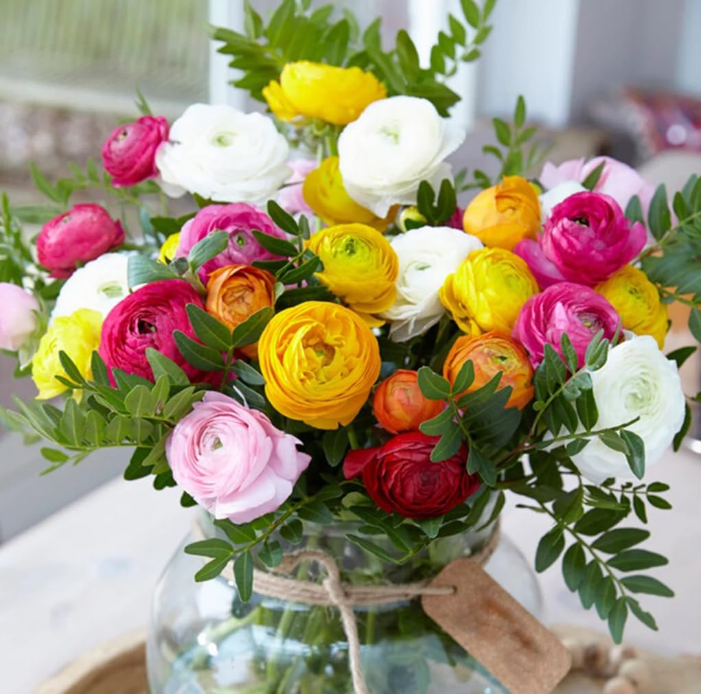 10PCS Mixed Color Ranunculus Bulbs Double Buttercups Spring Rose Bulb Wedding Flower Bulbs