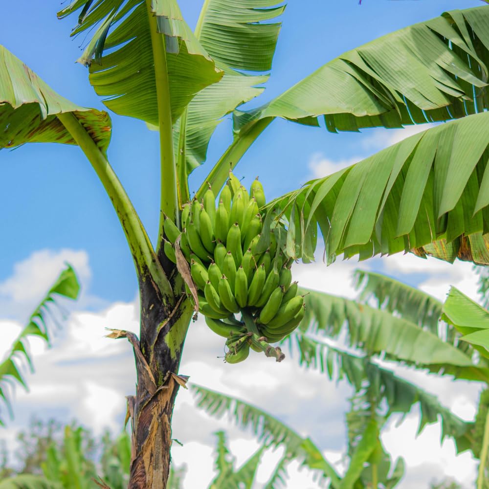 Banana Tree Live Plant, Banana Plant Live, Cold Hardy, Well-Rooted, Sweet Fruit, 4-6 Inches Tall for Outdoor Planting (Dwarf Cavendish Banana)