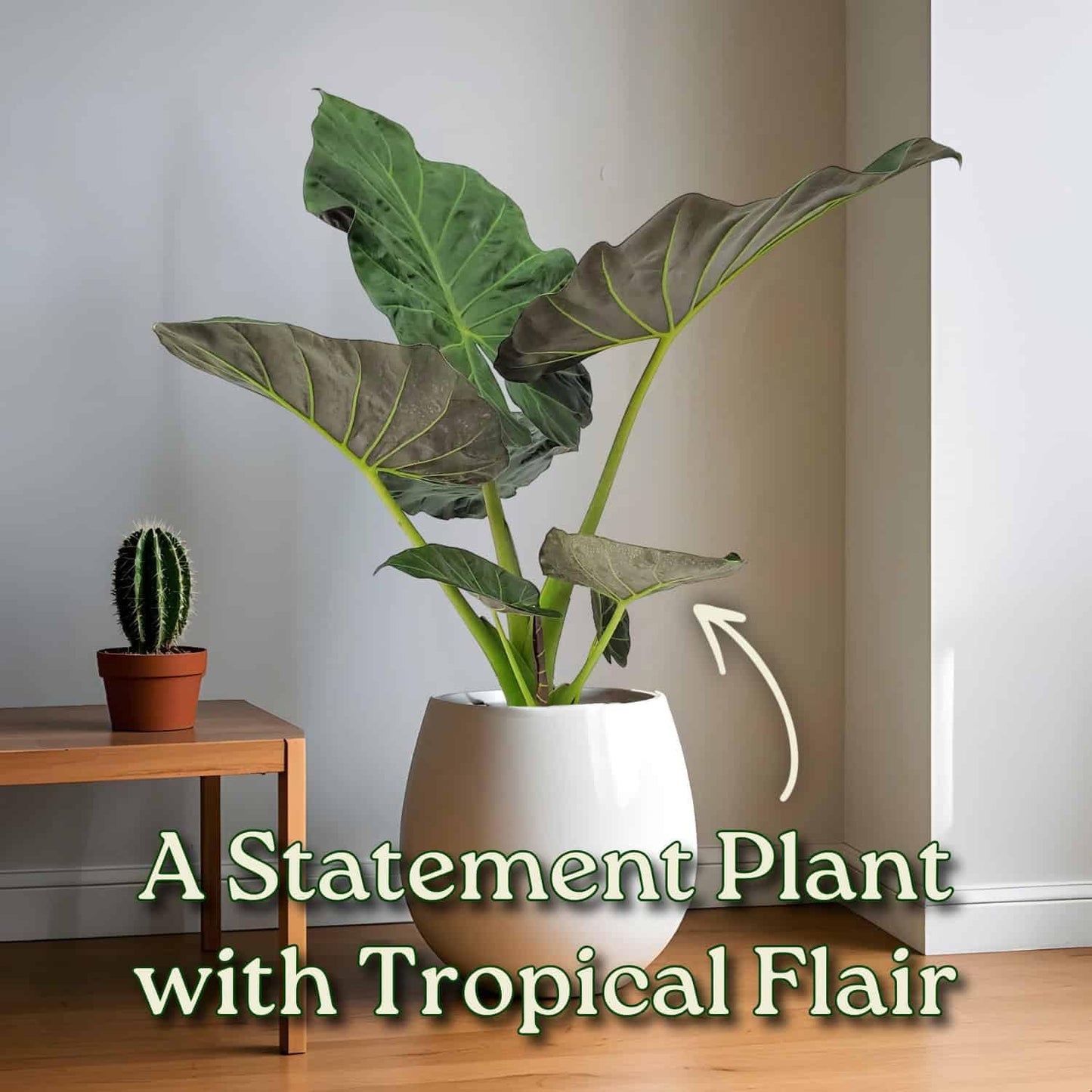 Tropical Plants of Florida Alocasia Regal Shields Live Plant 3 Gallon 10 Inch Nursery Pot, 26 to 32 Inch Tall Elephant Ear with Dark Green and Purple Foliage