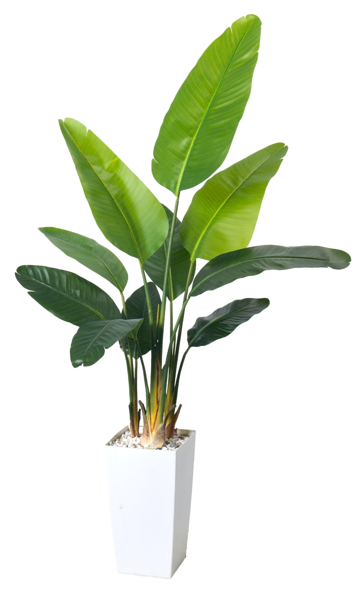 HAIHONG Bird of Paradise Artificial Plant 6FT, Faux Tropical Palm Tree with White Tall Planter, Large Fake Plants in Pot for Home Office Living Room Decor Indoor