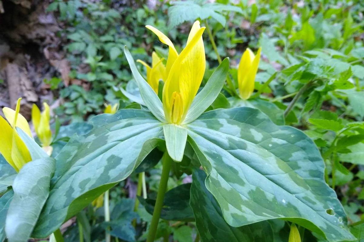 5 Trillium Bulbs, Yellow Trillium Flower Bulbs, Trillium Bulb for Fall Planting Indoor Outdoor, 5 Large Bulbs, Ready to Plant