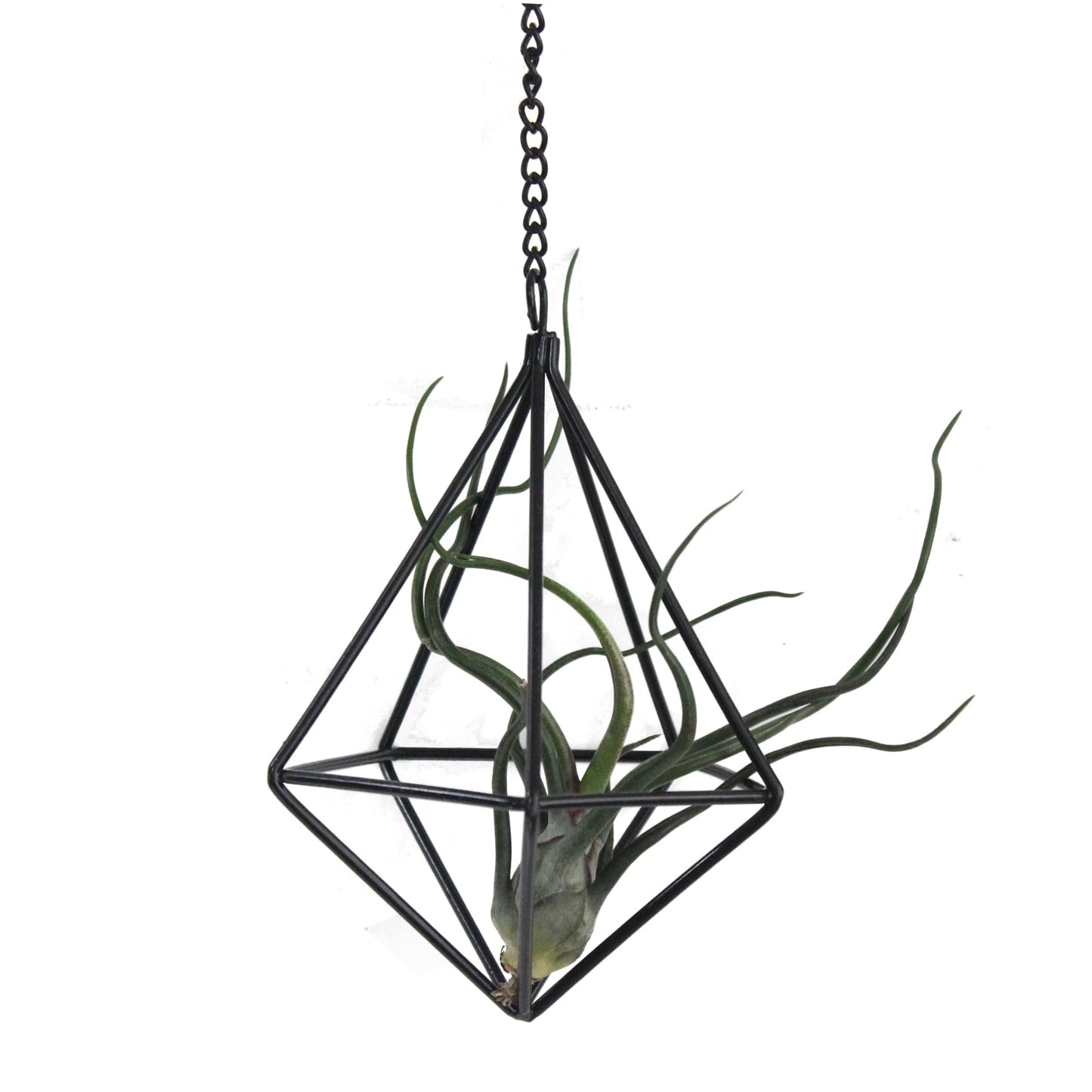 ZOOELAY Air Plants Hanging Holders Indoor Small Metal Airplants Rack Hanger Himmeli Geometric Planter Tillandsia Air Ferns Display with Chains 6 Pcs Black Diamond Shape …