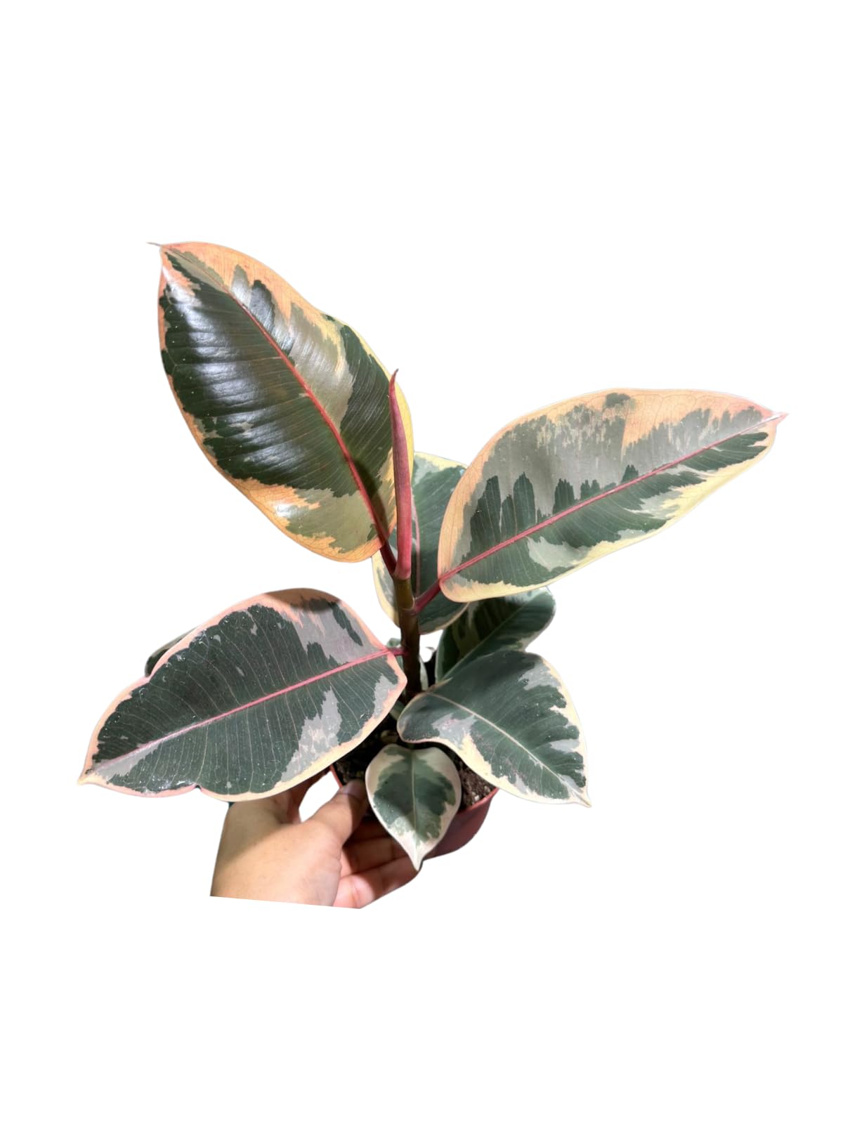 Variegated Ficus Elastica Tineke Rubber Plant in 4 inch Pot, Air Purifier Live Plant, Tropical Easy Care Houseplant, Office Gift Plant, Low Light Indoor Plant