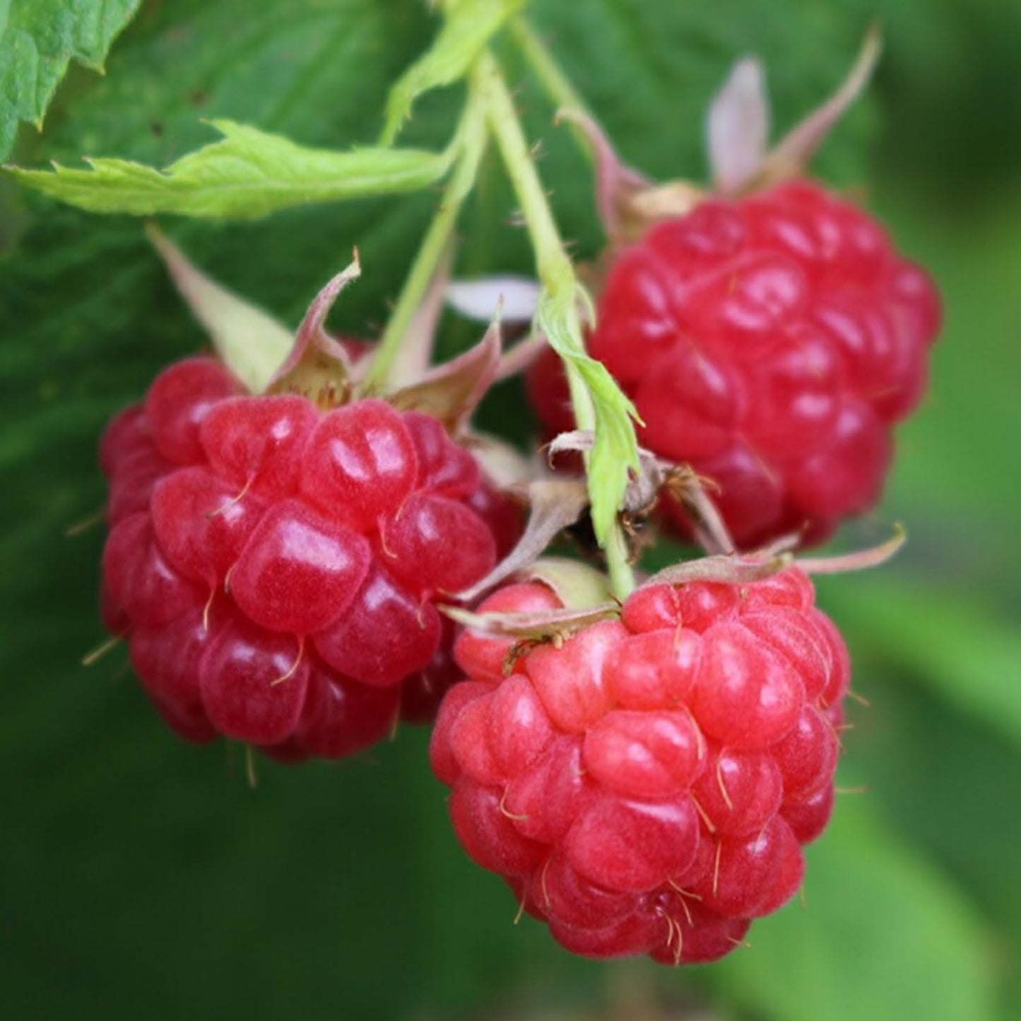 2 Raspberry Plants Live, 4-6'' Tall, Raspberry Trees, Raspberry Fruits Trees for Outdoor Planting, 1 Year Old (Glencoe Thornless)