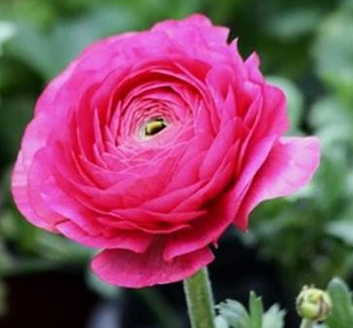 Mixed Peony Ranunculus Bulbs- Persian Buttercup -10 Corms Bulbs Flowering Blooms Perennial Bulbous Root Garden Plant (Pink)