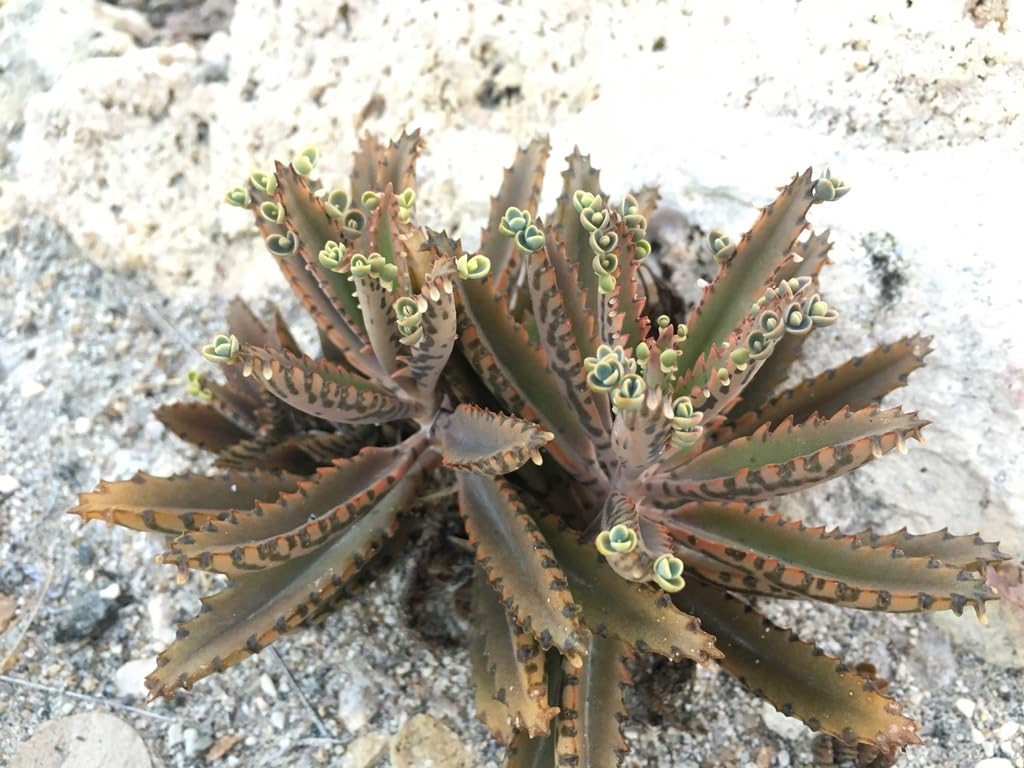 Mothers of Thousands Kalanchoe Live Plant 3" to 5" Tall Starter, Kalanchoe Succulent
