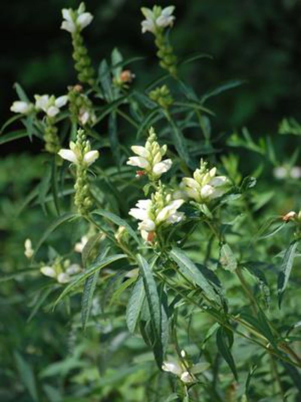 Perennial Farm Marketplace Chelone glabra (Turtlehead) Perennial, Size-#1 Container, White Flowers