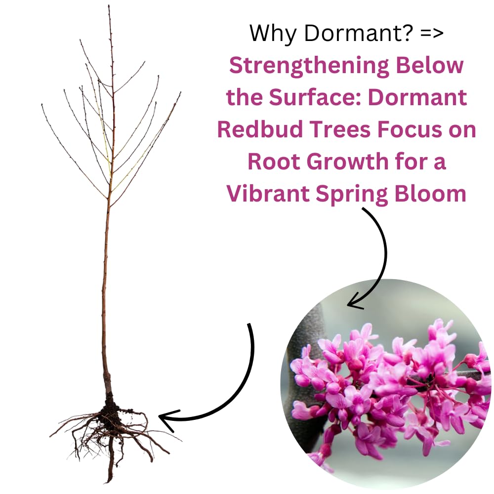 2 Eastern Redbud Plants Live Trees, Cold Hardy Dormant, 8 Inc to 15 Inches Tall Seedlings, Early Spring Blooms, Purple Flowers Bloom, Bare Roots