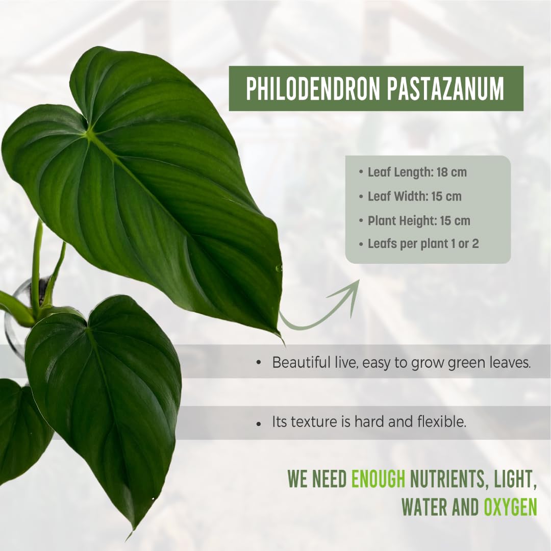 LEAL PLANTS ECUADOR Philodendron Pastazanum (Pack of 2)| Live Indoor Tropical Greenery |Air-Purifying Houseplants | Perfect for Home Decor, Unique Gift for Plant Lover